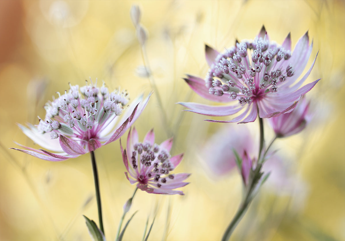 Astrantia Major -juliste