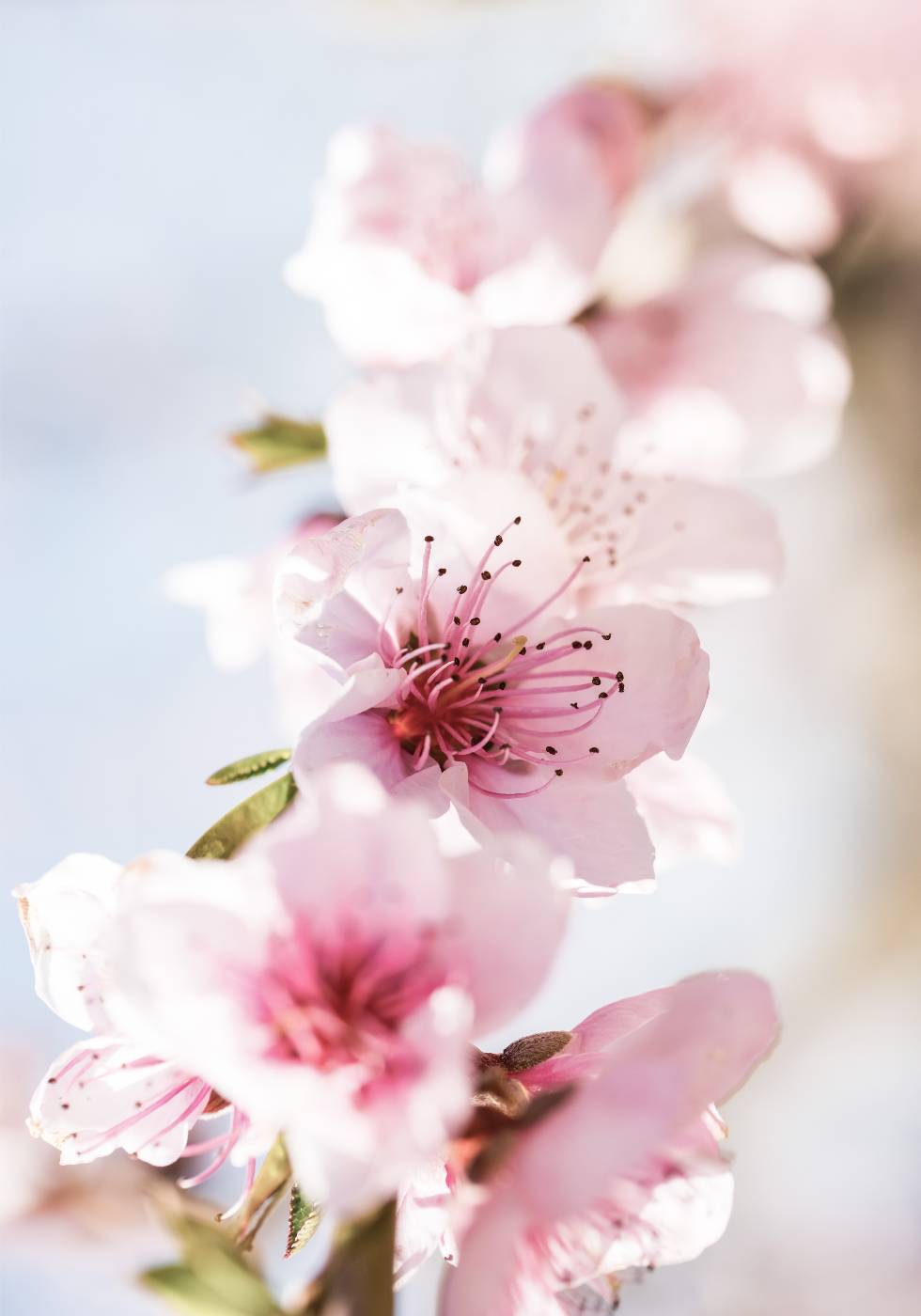 Peach Flowers Blossom Plakat - Posterbox.no