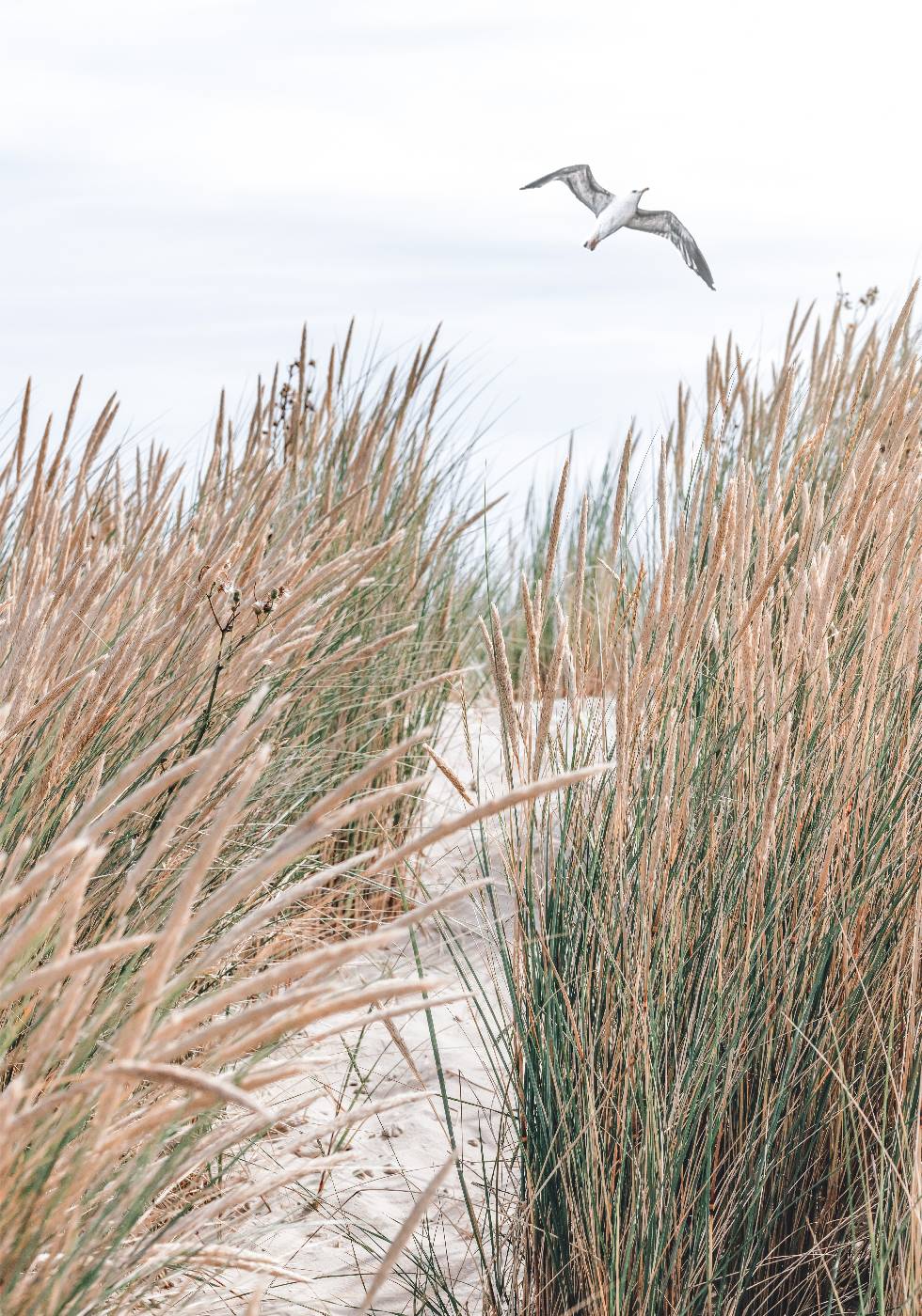 Seagull & Beach Grass Plakat - Posterbox.no