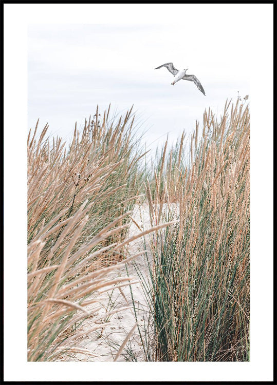 Seagull & Beach Grass Plakat - Posterbox.no