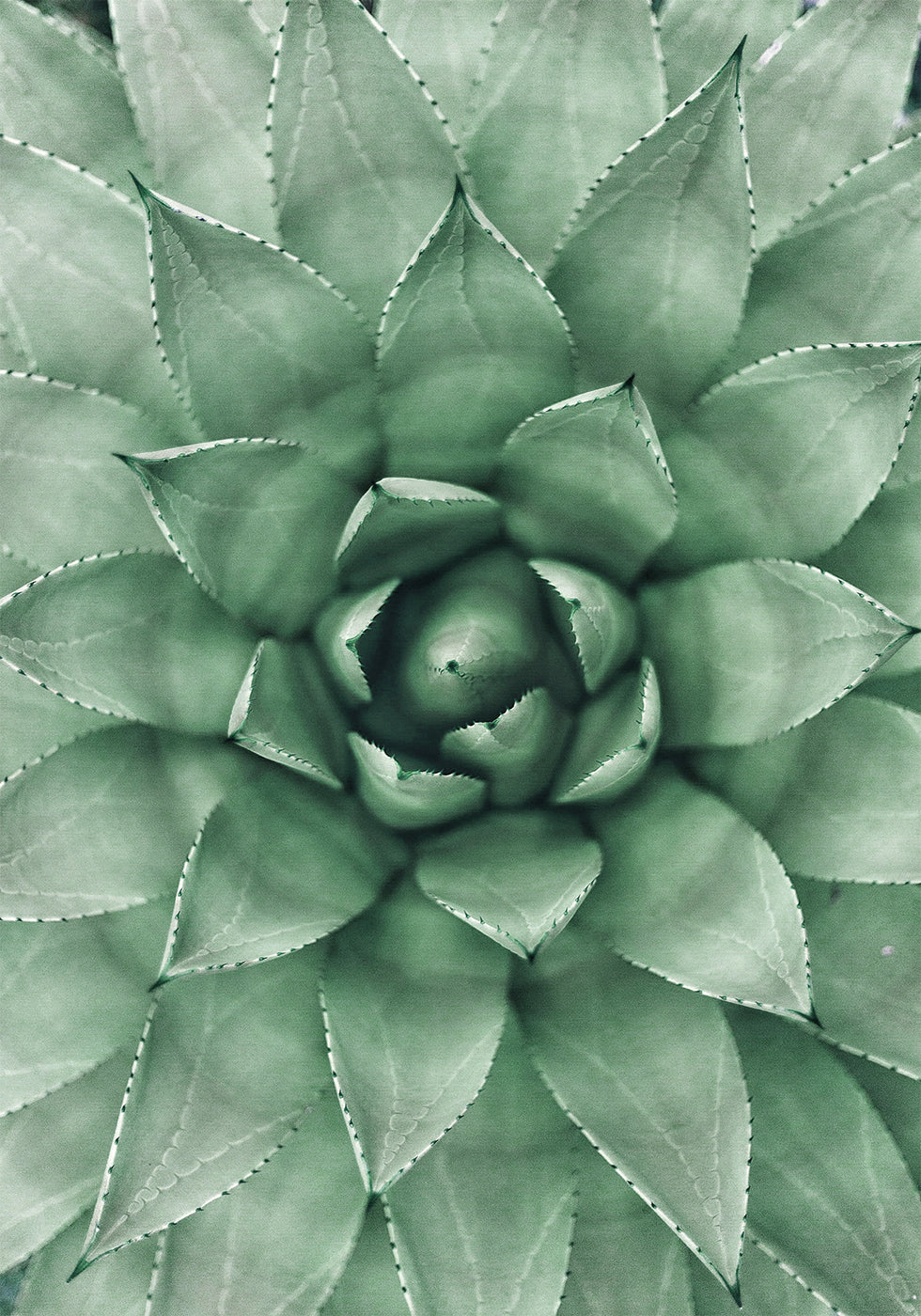 Green Succulent Plant Design Plakat - Posterbox.dk