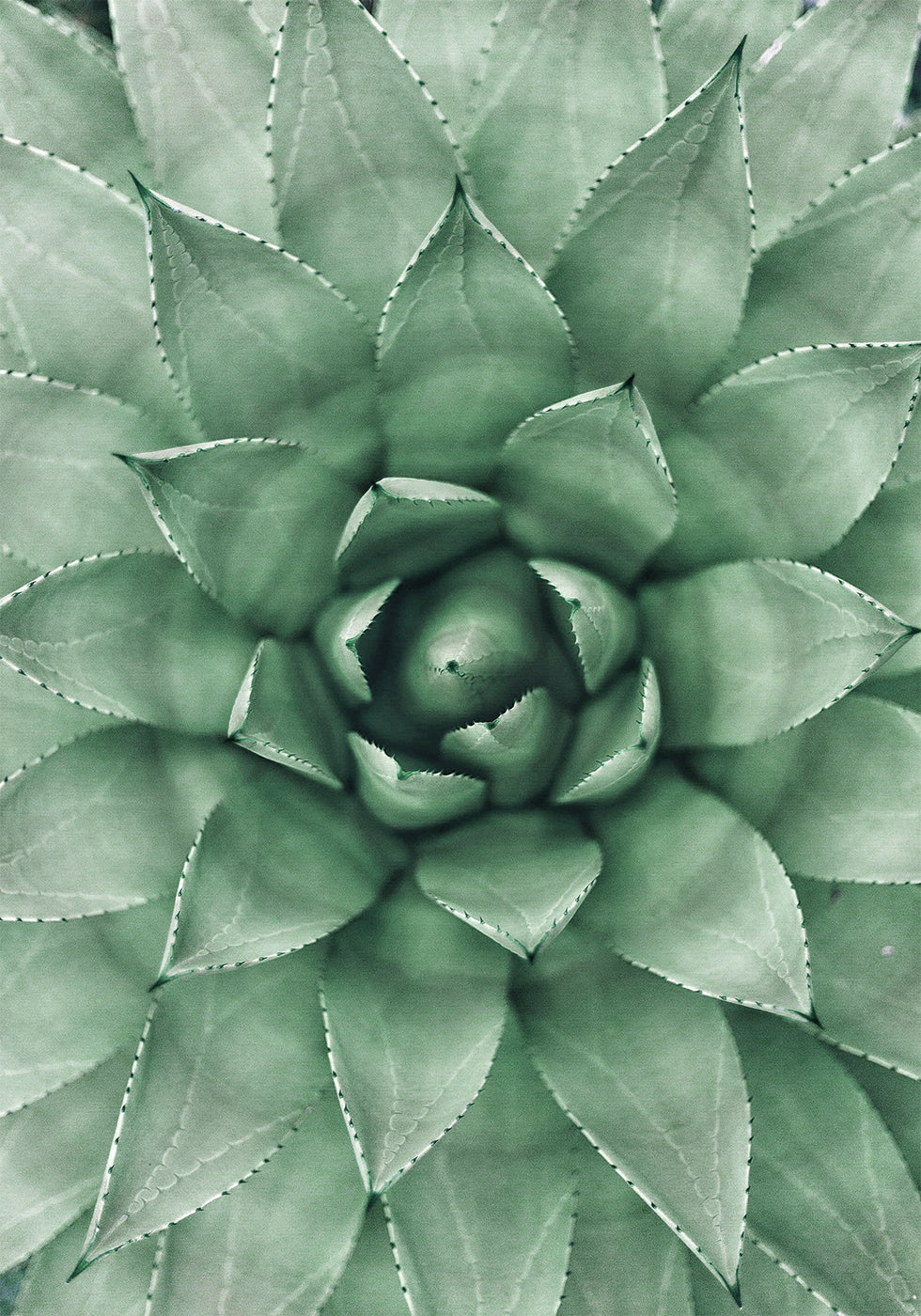 Green Succulent Plant Design -juliste