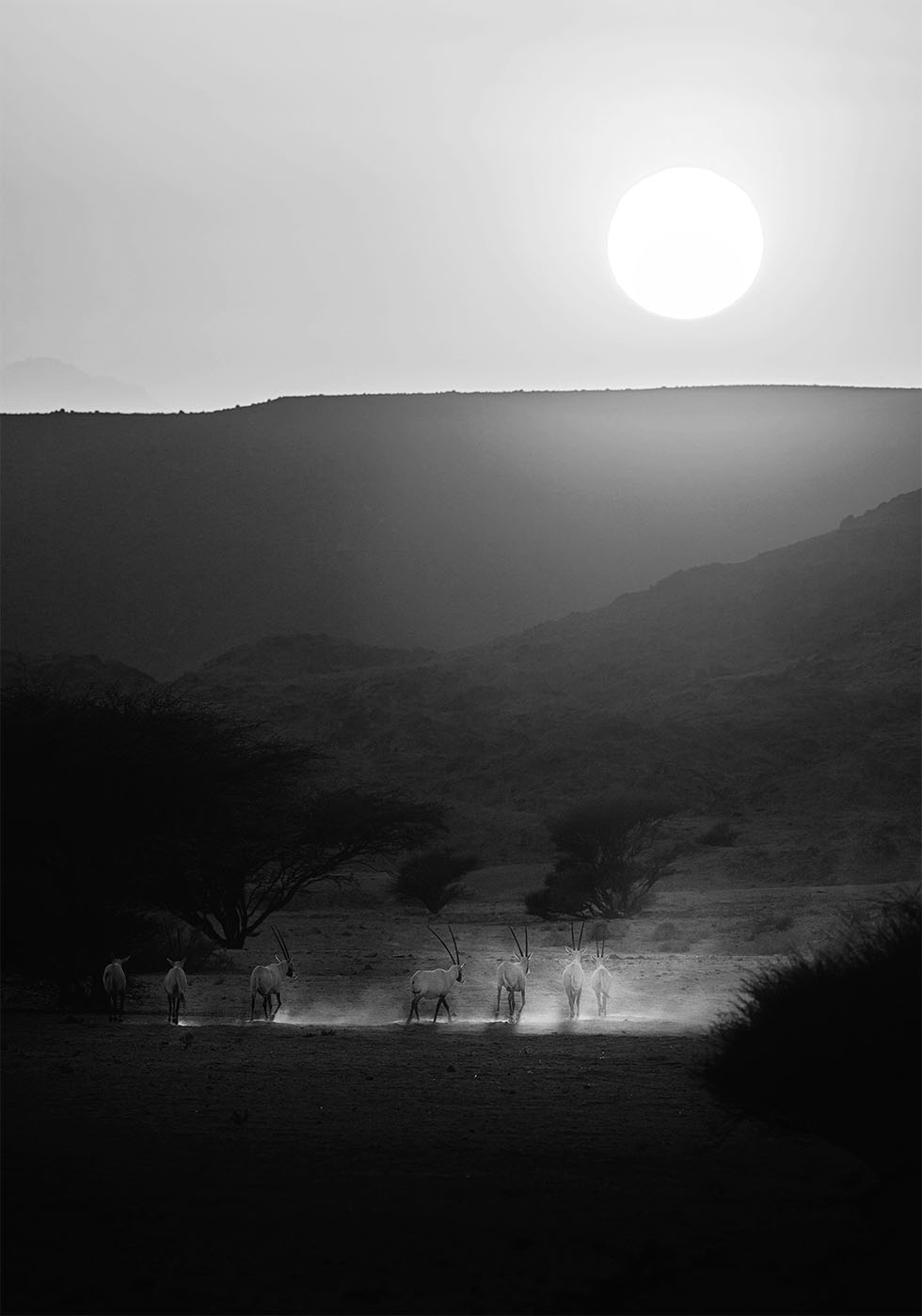 Arabian Oryx-juliste 