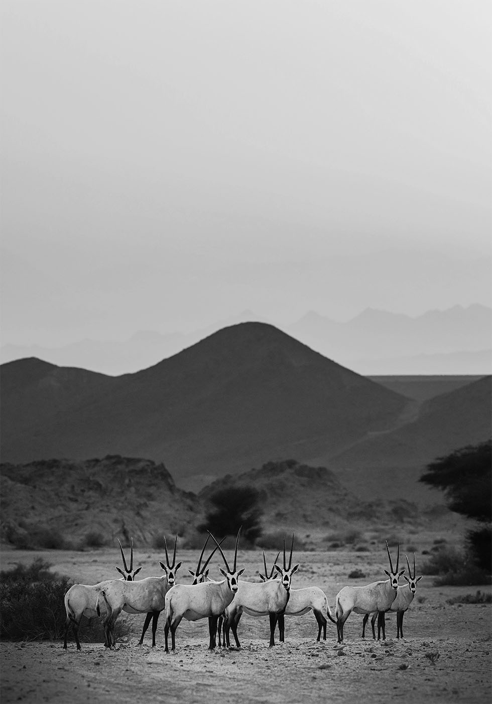 Arabian Oryx Walk The Sands -juliste 