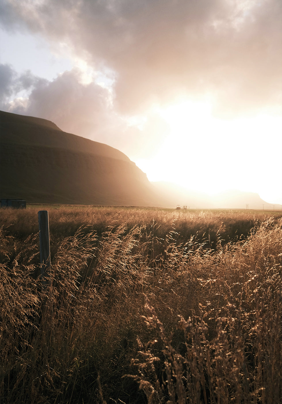 Golden Fields at Dusk -juliste