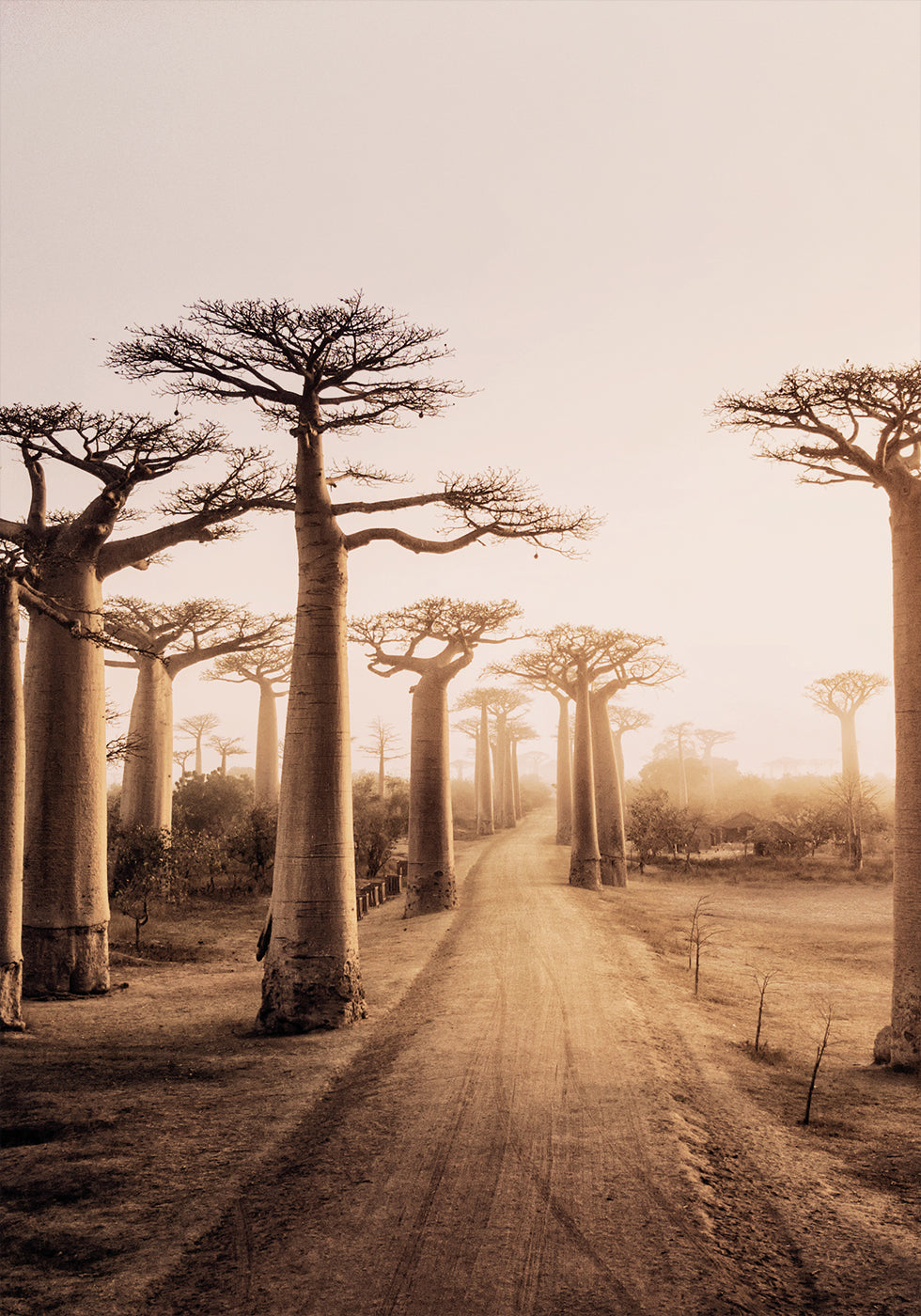 Baobab Trees at Sunset -juliste