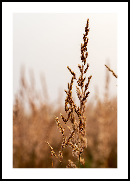 Beach Grass -juliste 