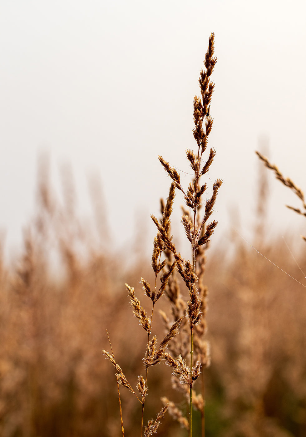 Beach Grass -juliste 