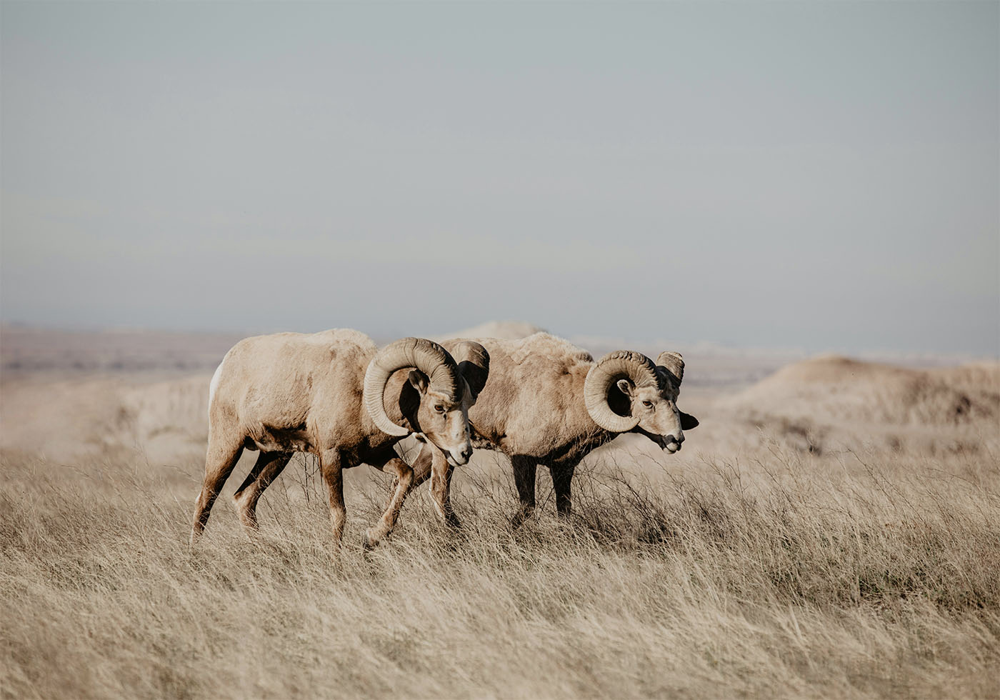 Bighorn Sheep in Nature -juliste