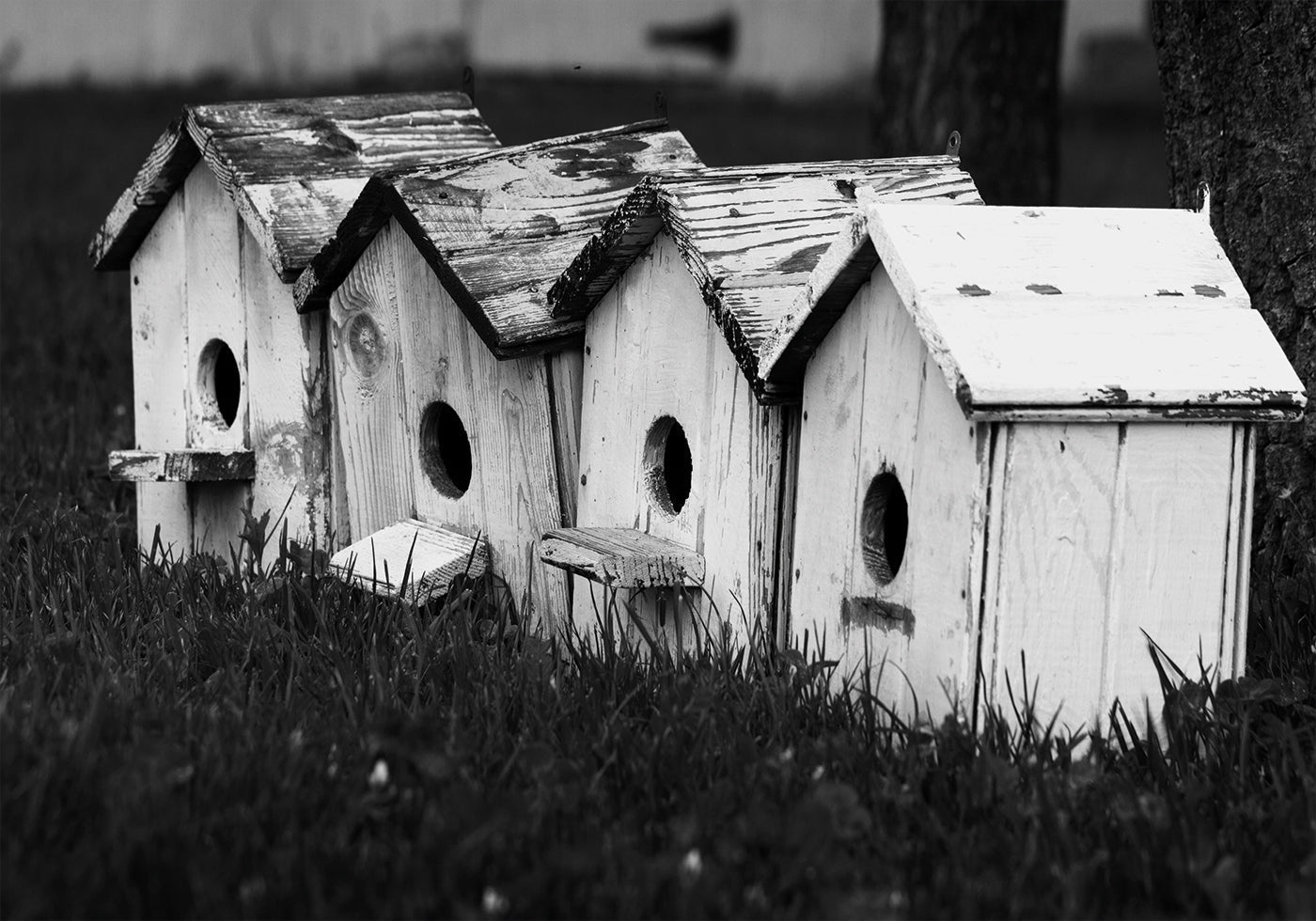 Birdhouses juliste