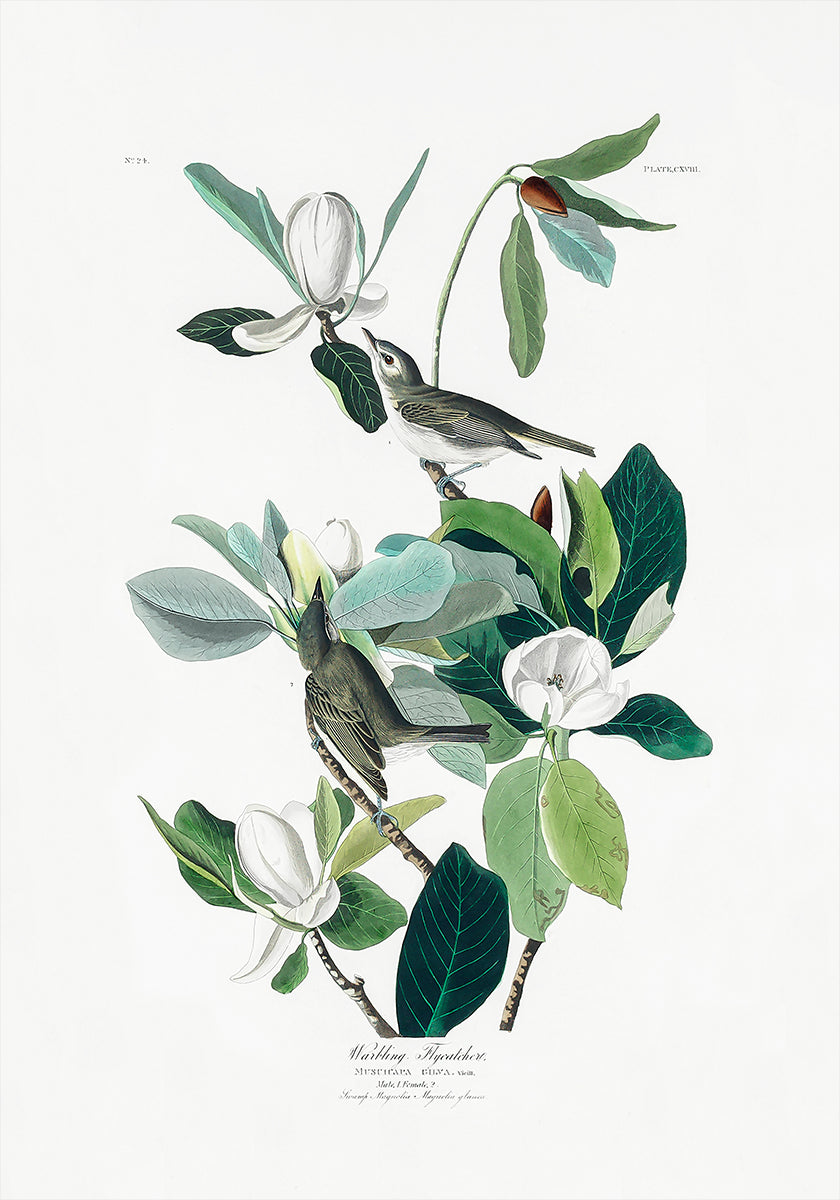 Birds of America (1827) -juliste