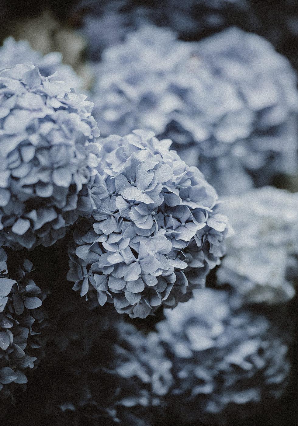 Blue Hortensia juliste 