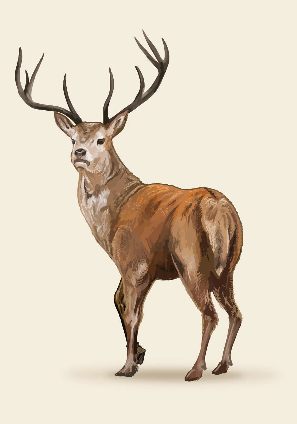 Tyylikäs Brown Deer -juliste