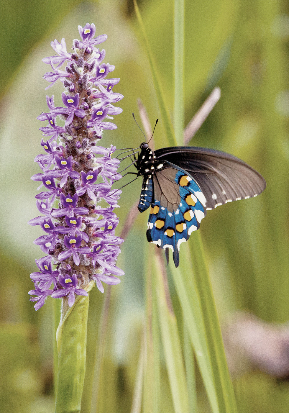 Perhonen Lavender Bloom -julisteessa 