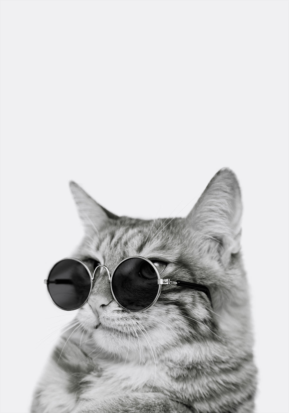 Cool Cat in Shades -juliste