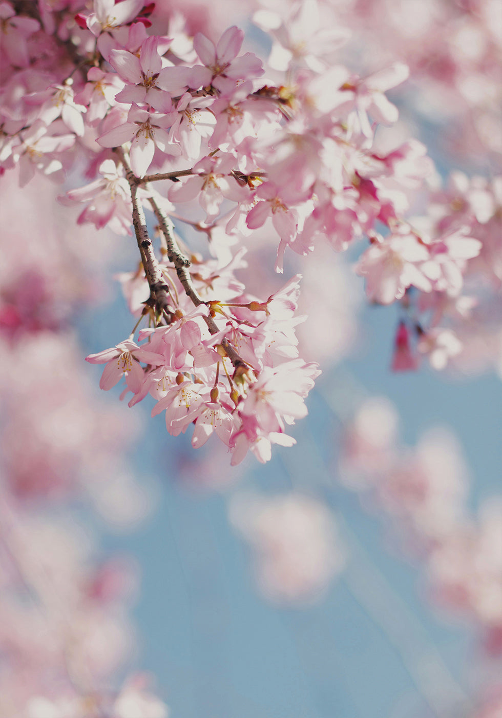 Cherry Blossom -juliste 