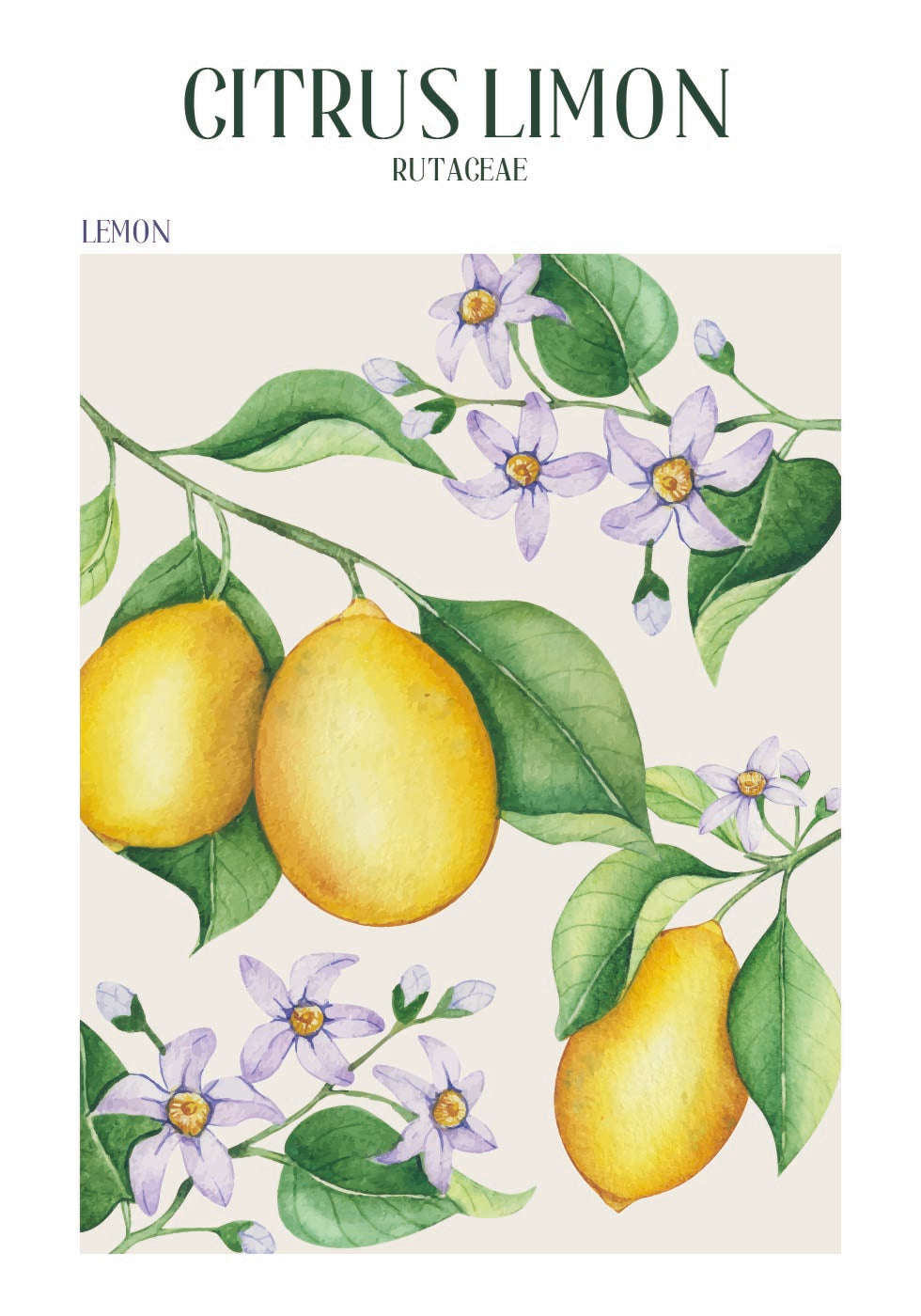 Citrus Limon -juliste 