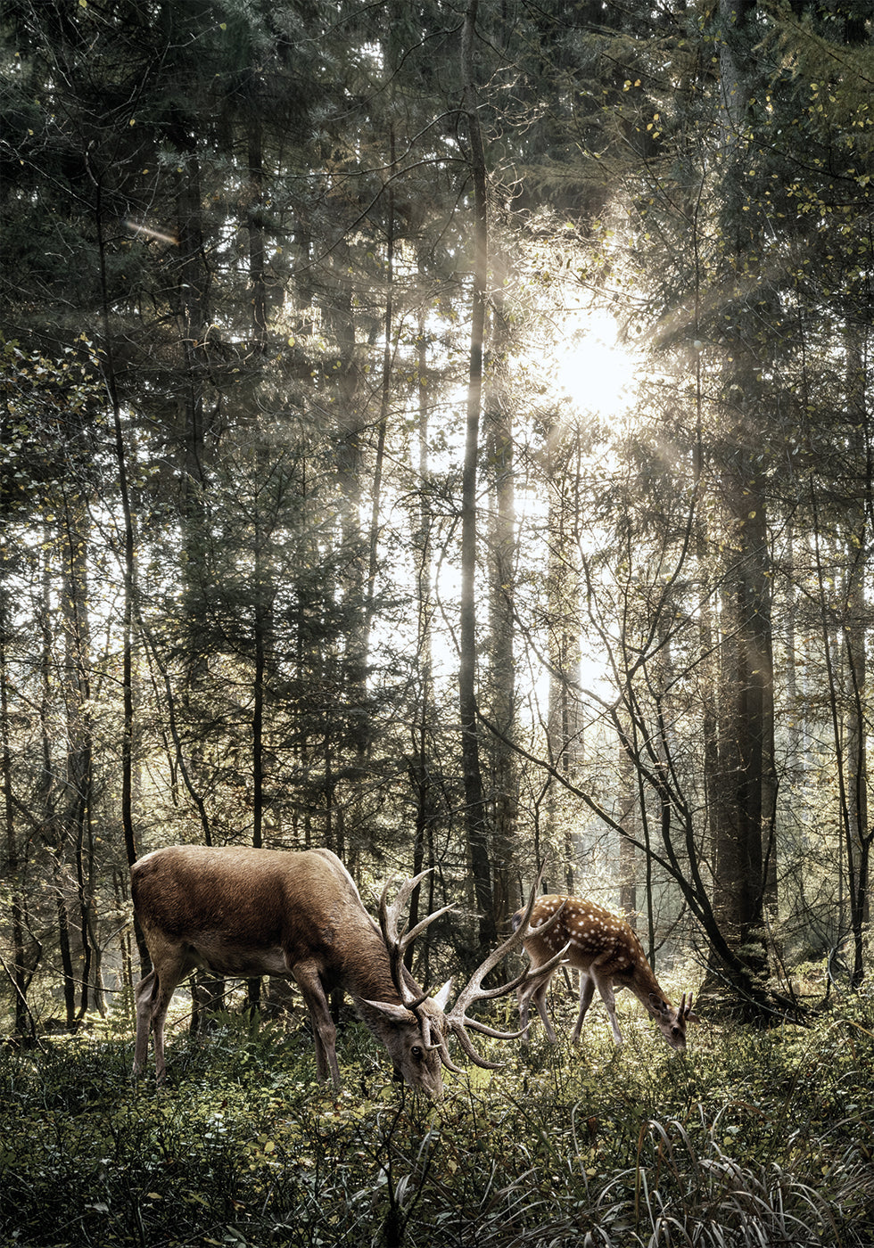 Deer In Forest -juliste 