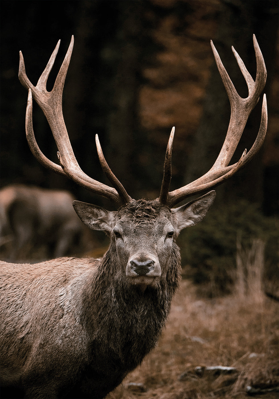 Majestic Stag in Autumn Forest -juliste