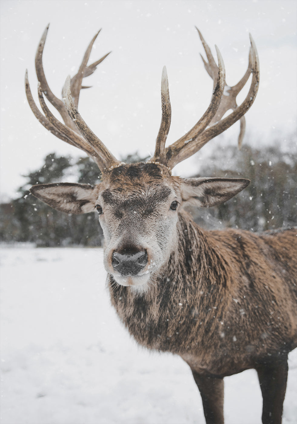 Majestic Deer in the Snow -juliste 