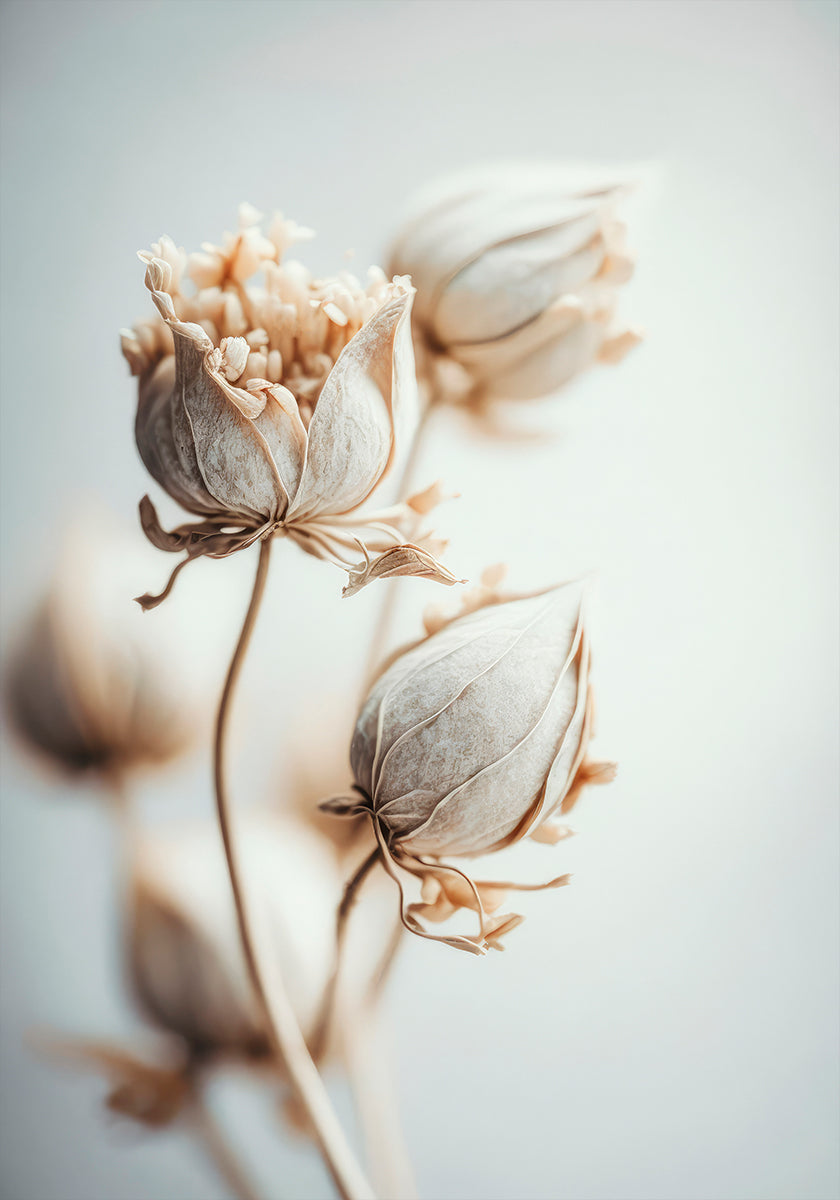 Delicate Blossoms -juliste