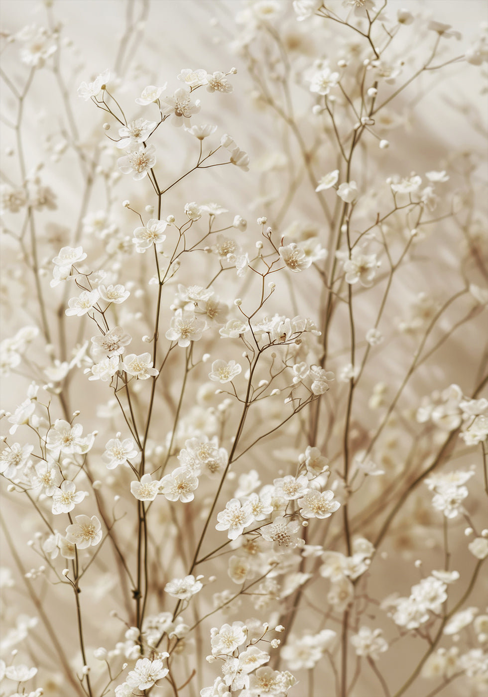 Gentle Bloom: Dried White Baby's Breath -juliste