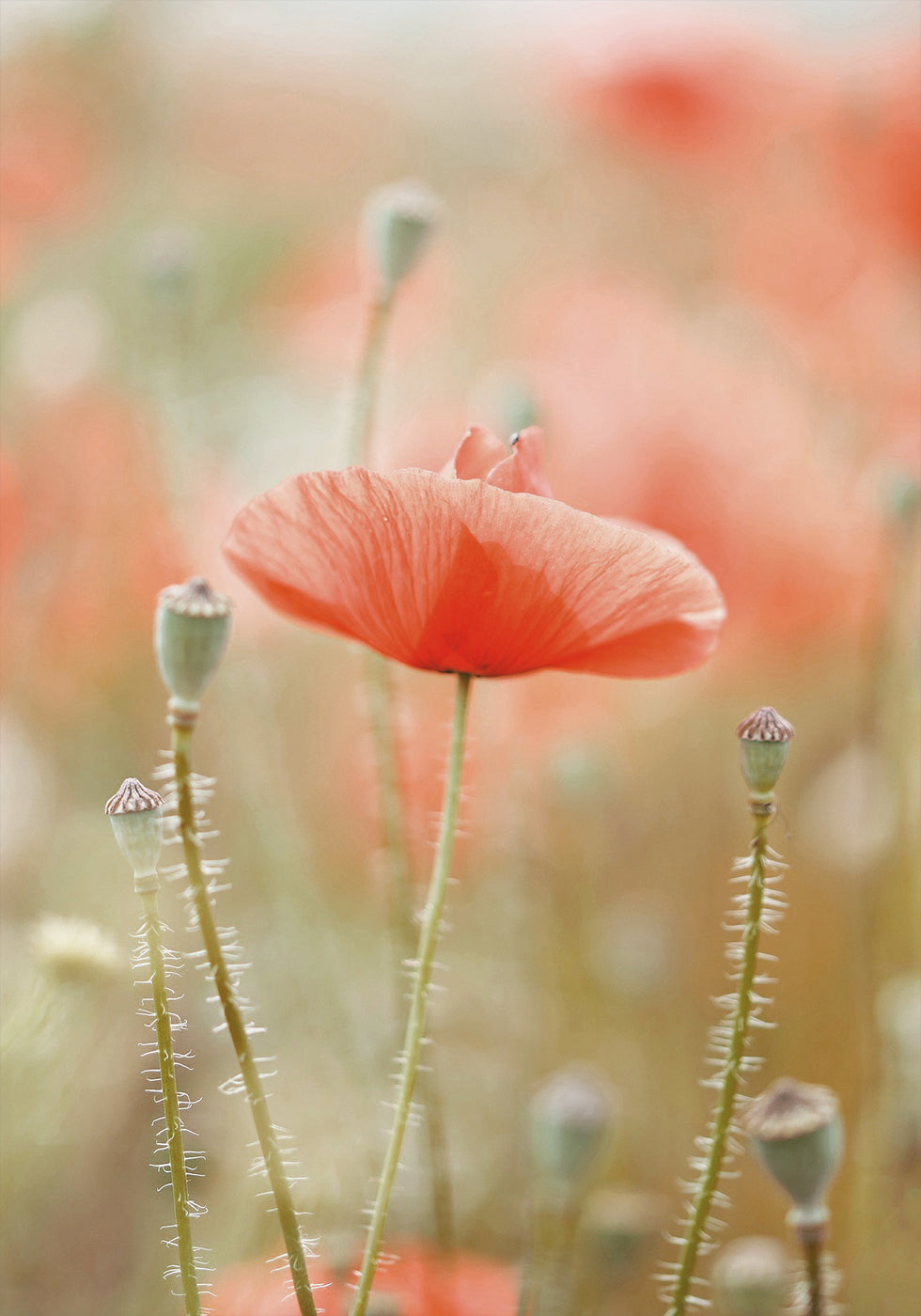 Field of Poppies -juliste 