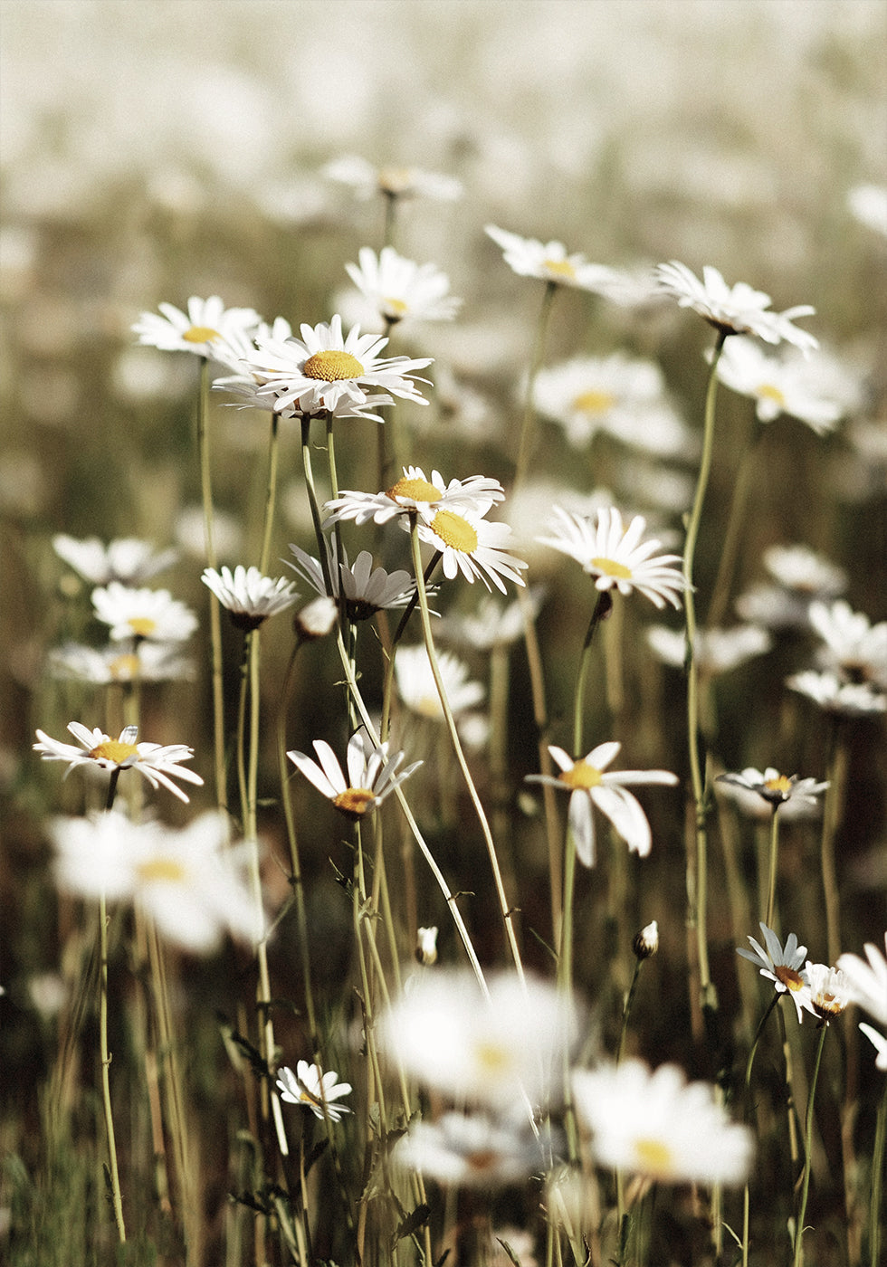 Field of Daisies -juliste