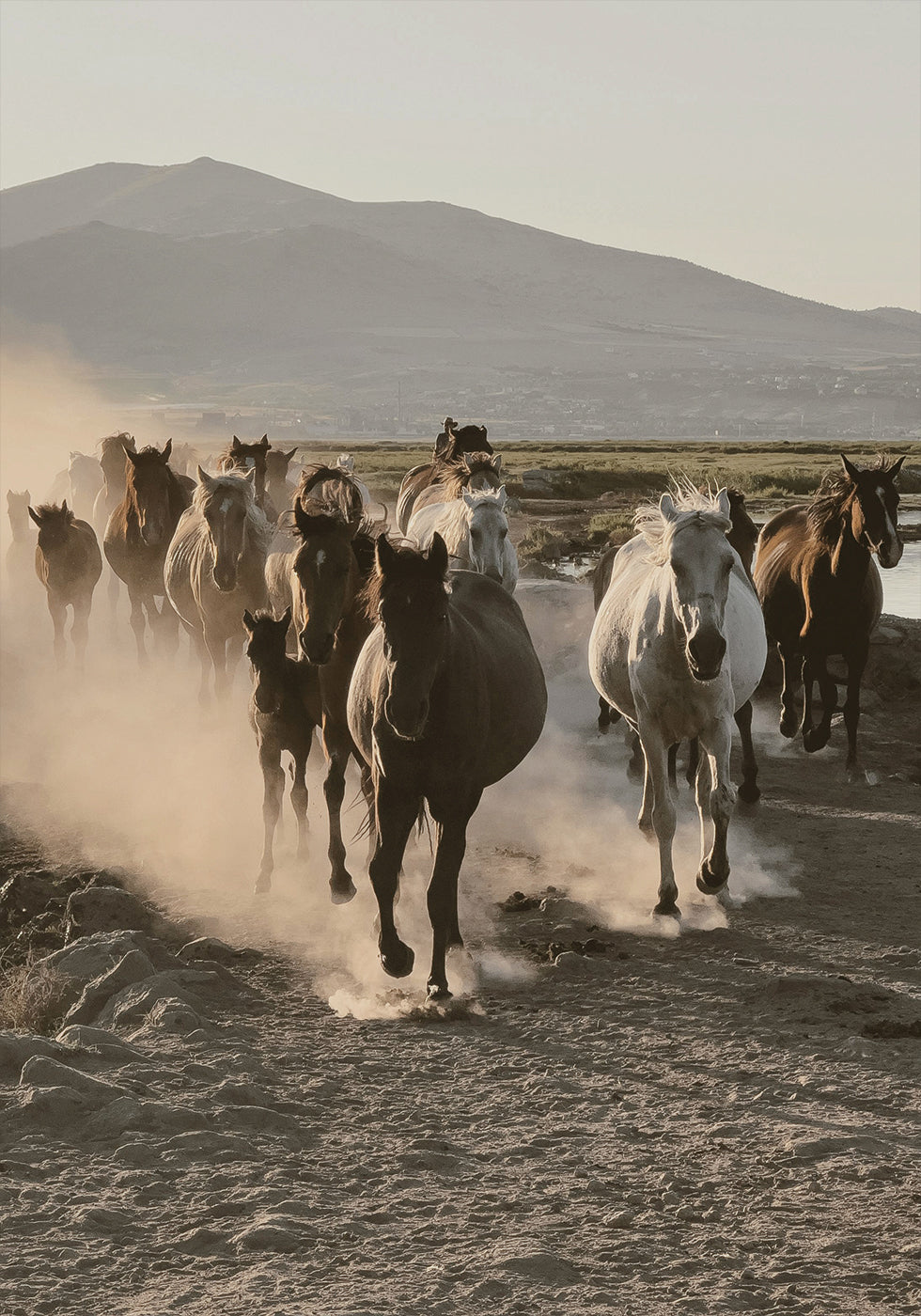 Wild Horses Running -juliste