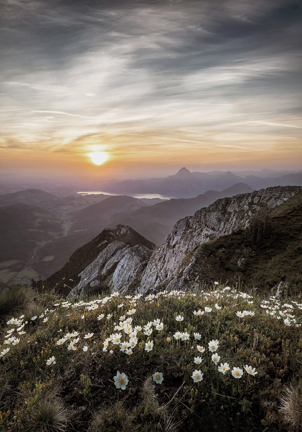 Sunrise Over Mountain Wildflowers -juliste 