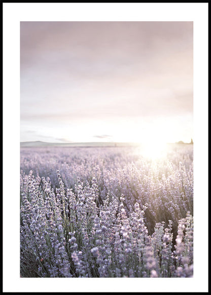 Sunset Over Lavender Fields -juliste 