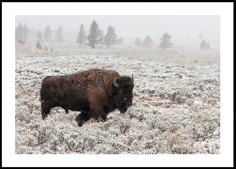 Yellowstonen myöhäissyksy
