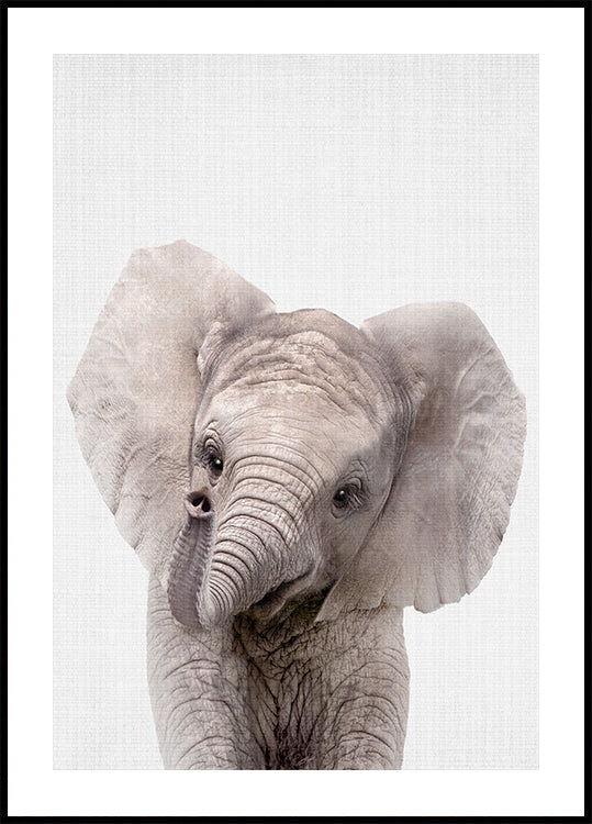 Peekaboo Baby Elephant -juliste