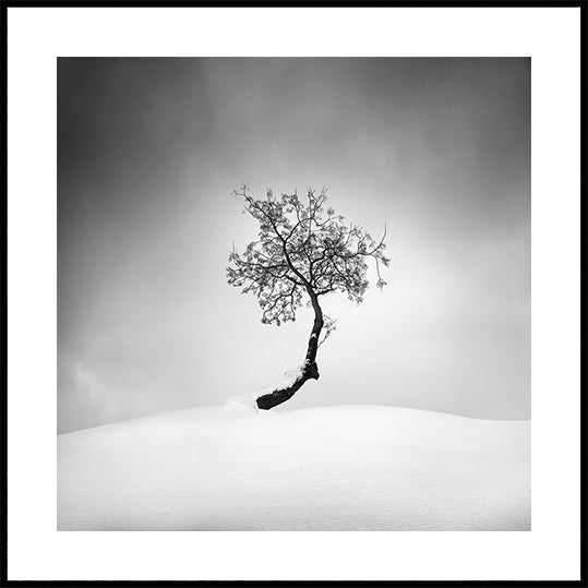 Winter Tree Plakat