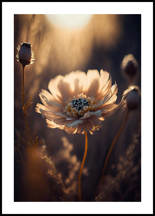 Sunlit Blossom -juliste