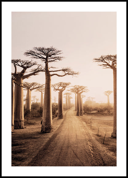 Baobab Trees at Sunset -juliste