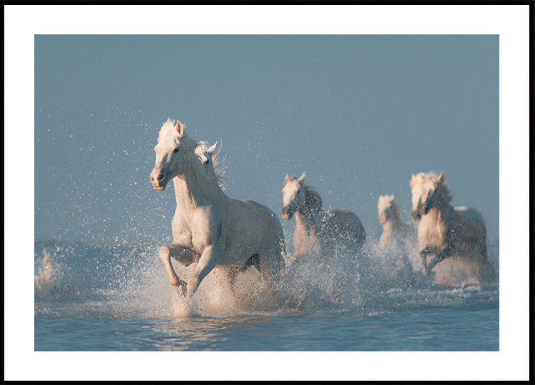 Camarguen enkelit -juliste