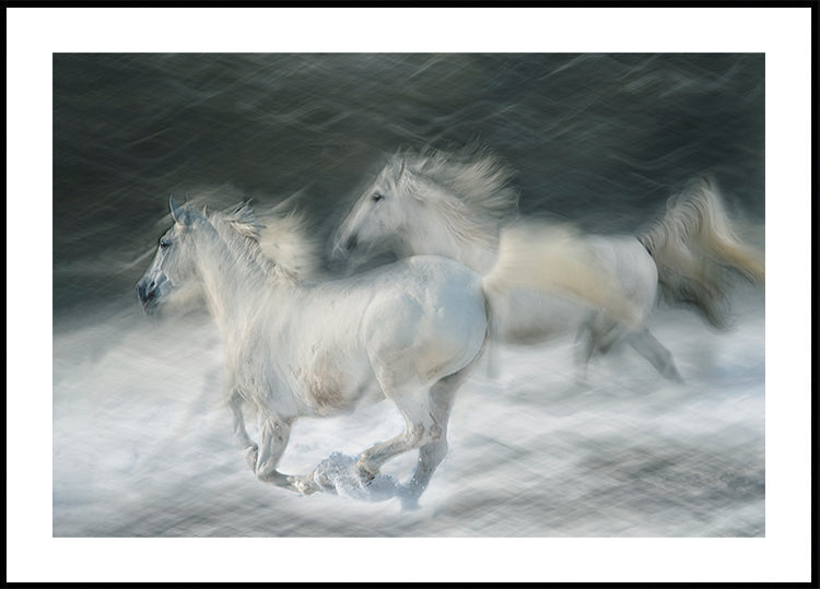 laukkaa kaksintaistelussa Juliste