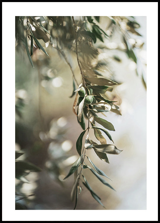 Olive Branch -juliste 