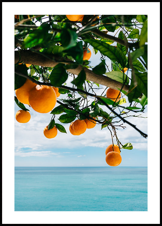 Amalfi Coast Oranges IV -juliste