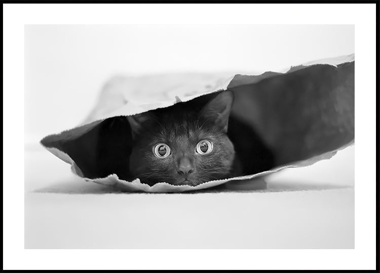Kissa pussissa Juliste