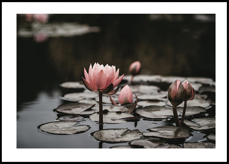 Pink Lotus Flowers Plakat - Posterbox.dk
