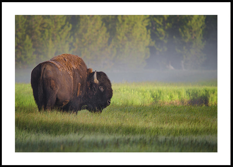 Bison in Morning Light -juliste