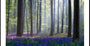 Bluebellin juliste
