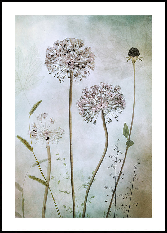 Allium juliste