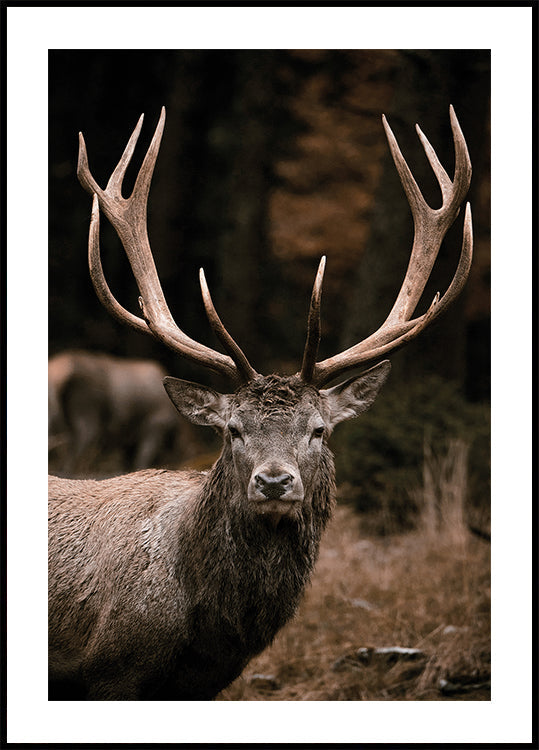 Majestic Stag in Autumn Forest -juliste