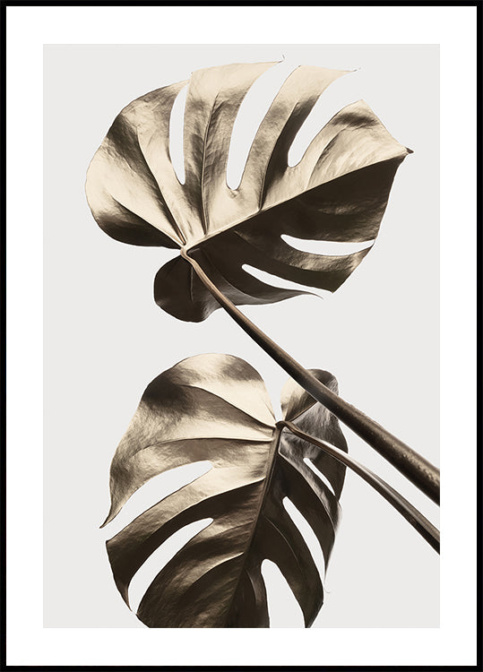 Monstera Gold 08 -juliste