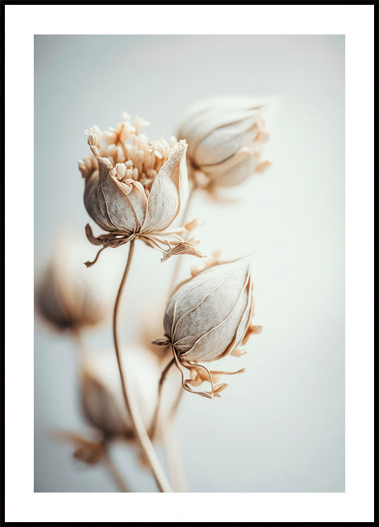 Delicate Blossoms -juliste