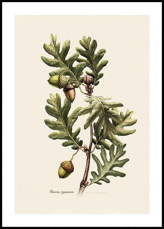Kasvitiede Quercus Pyrenaica -juliste