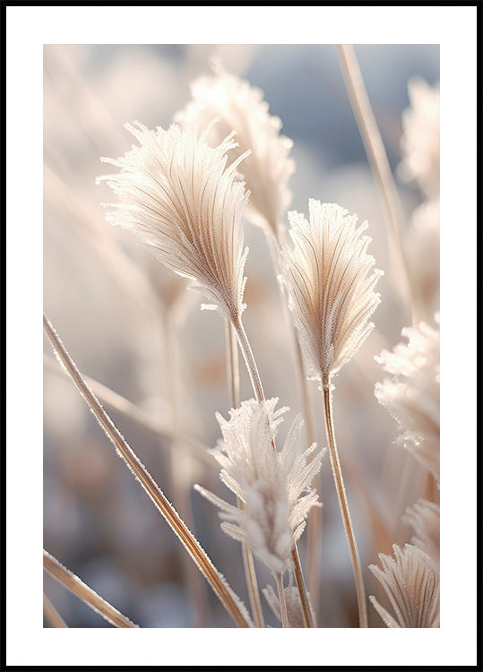 Himmeä Elegance-juliste